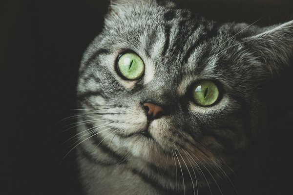 Developing an empathetic and effective approach for modifying aggressive feline behaviors