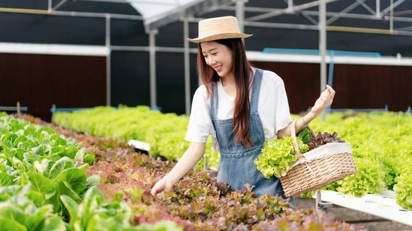 Top Plant-Based Protein Options for a Healthy Vegan Diet for Your Dog: A Comprehensive Guide