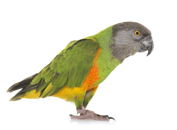 Winter Wonder: Can Your Pet Parrot Safely Enjoy the Great Outdoors in Britain?